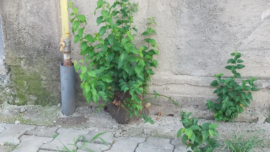 Prunus Armeniaca