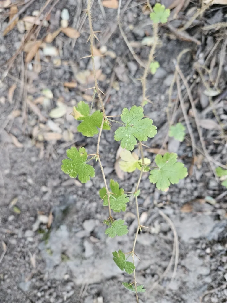 Ribes Menziesii