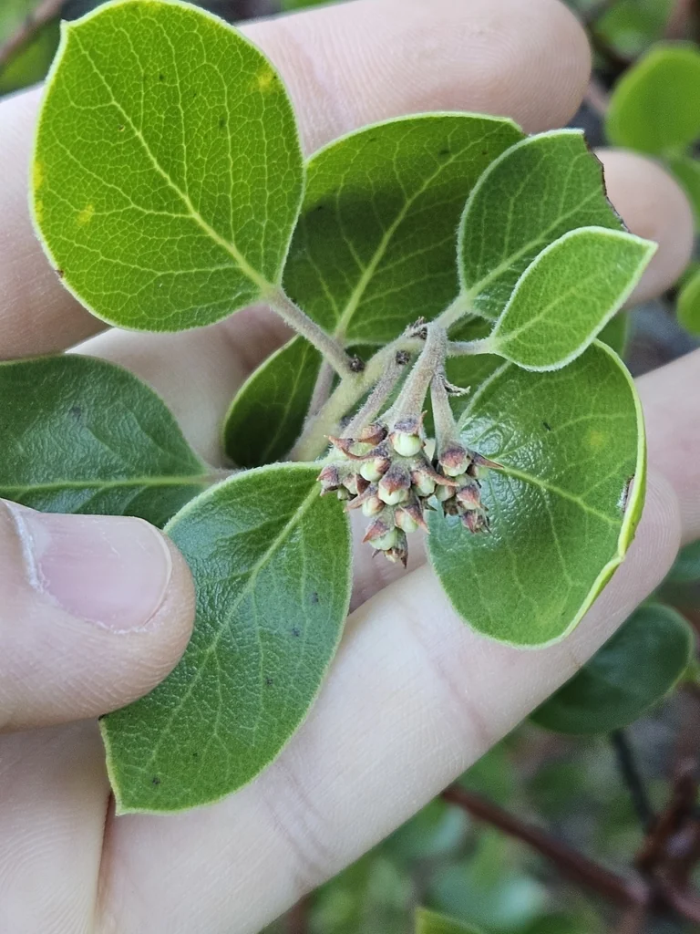 Arctostaphylos Manzanita