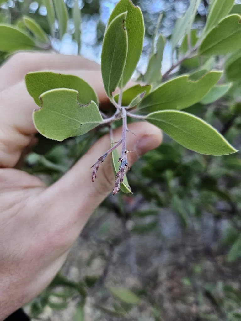 Arctostaphylos Manzanita
