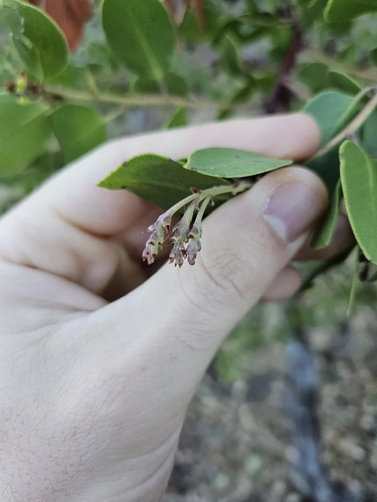 Arctostaphylos Manzanita