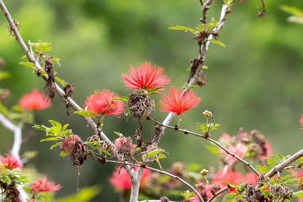 Calliandra Tweedii