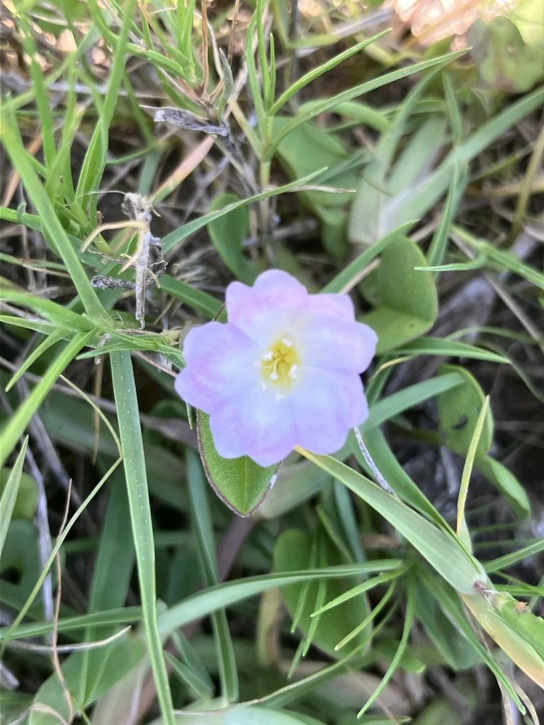 Falkia Repens