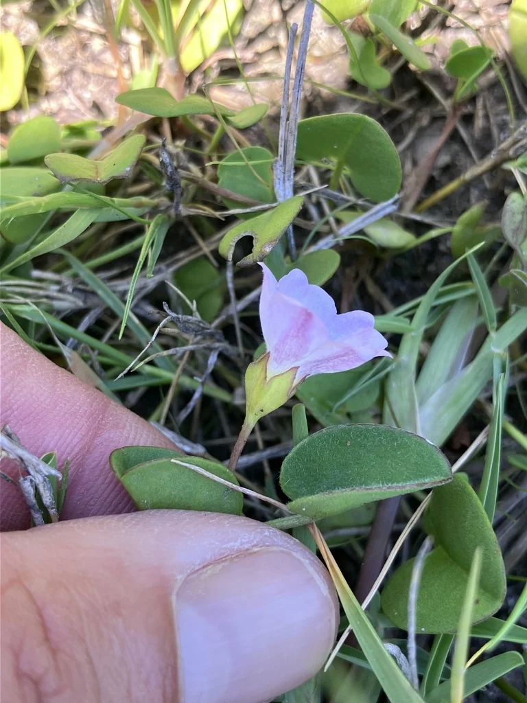 Falkia Repens