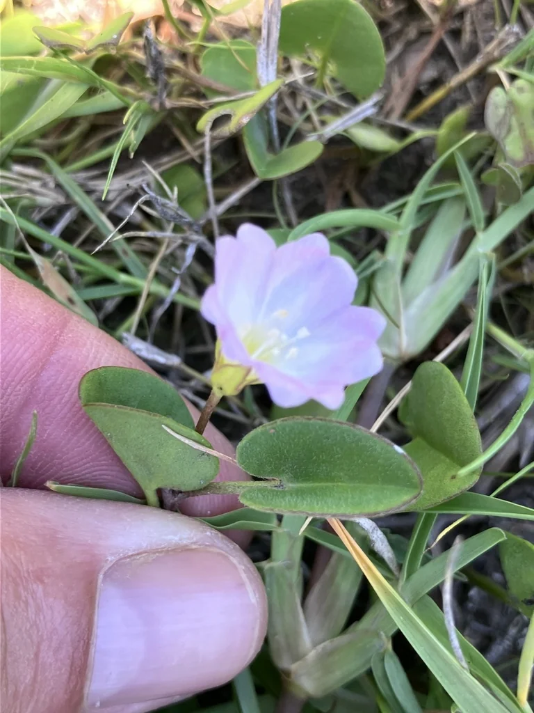 Falkia Repens