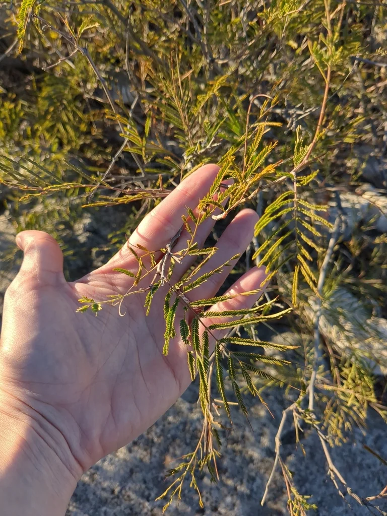 Acacia Berlandieri