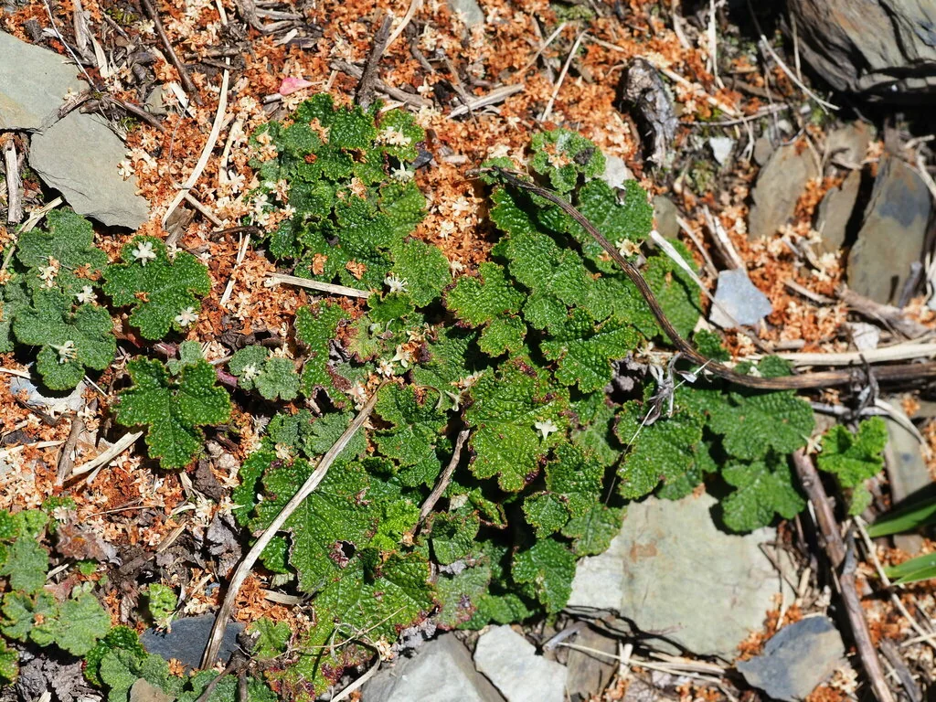 Rubus Pentalobus