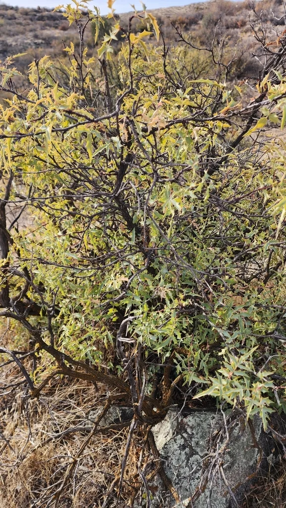 Berberis Haematocarpa