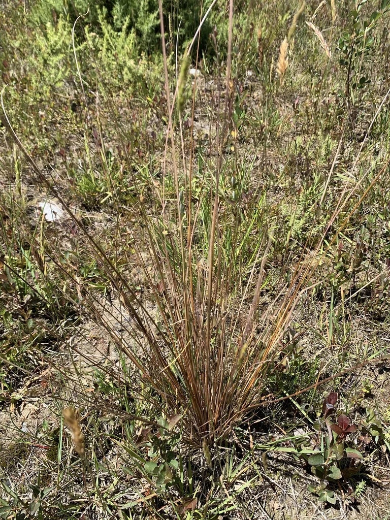 Carex Buchananii