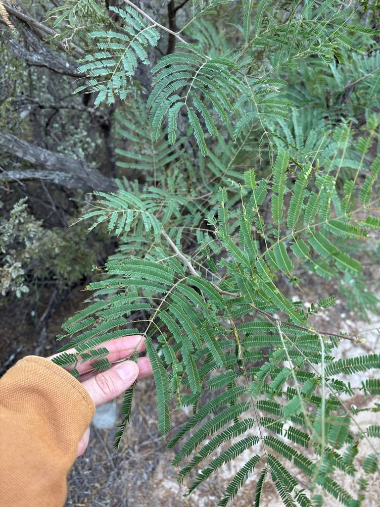 Acacia Berlandieri