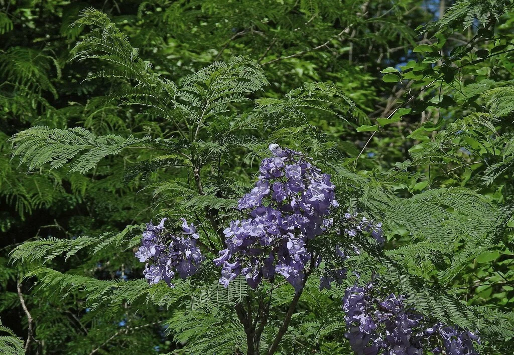 Jacaranda Mimosifolia