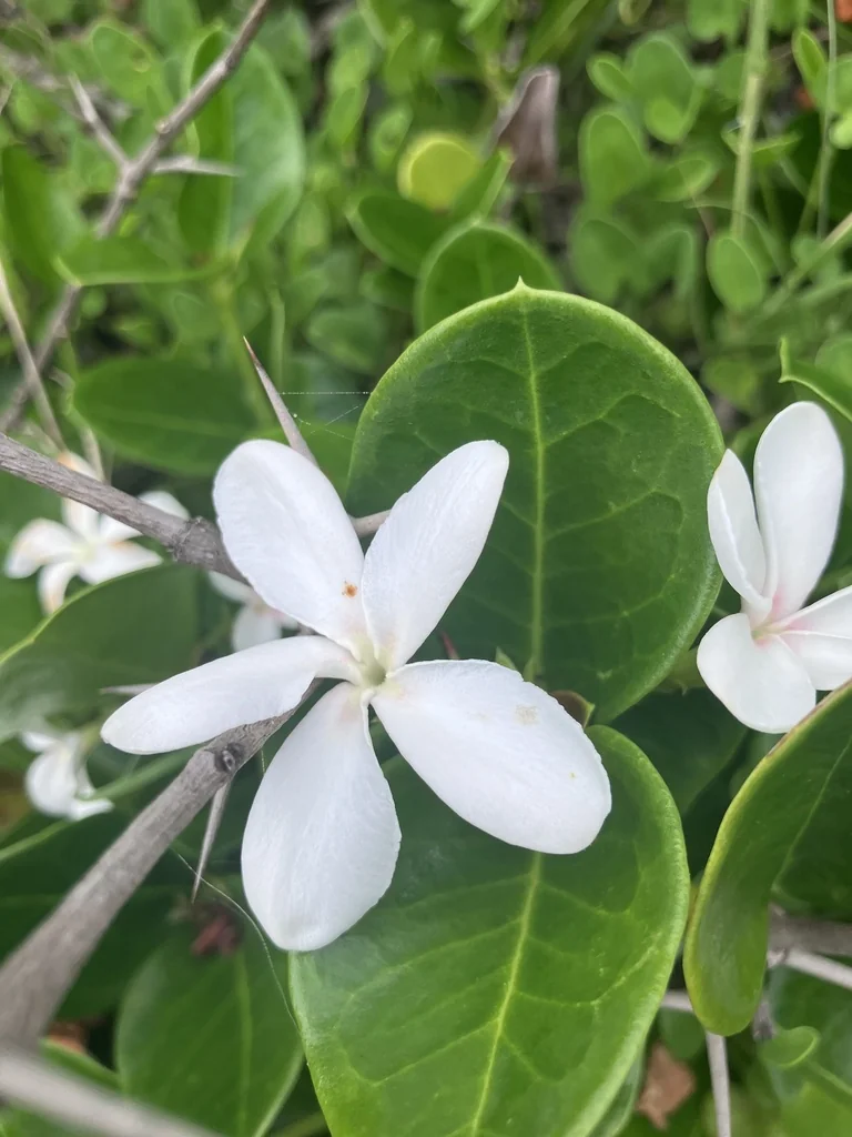Carissa Macrocarpa