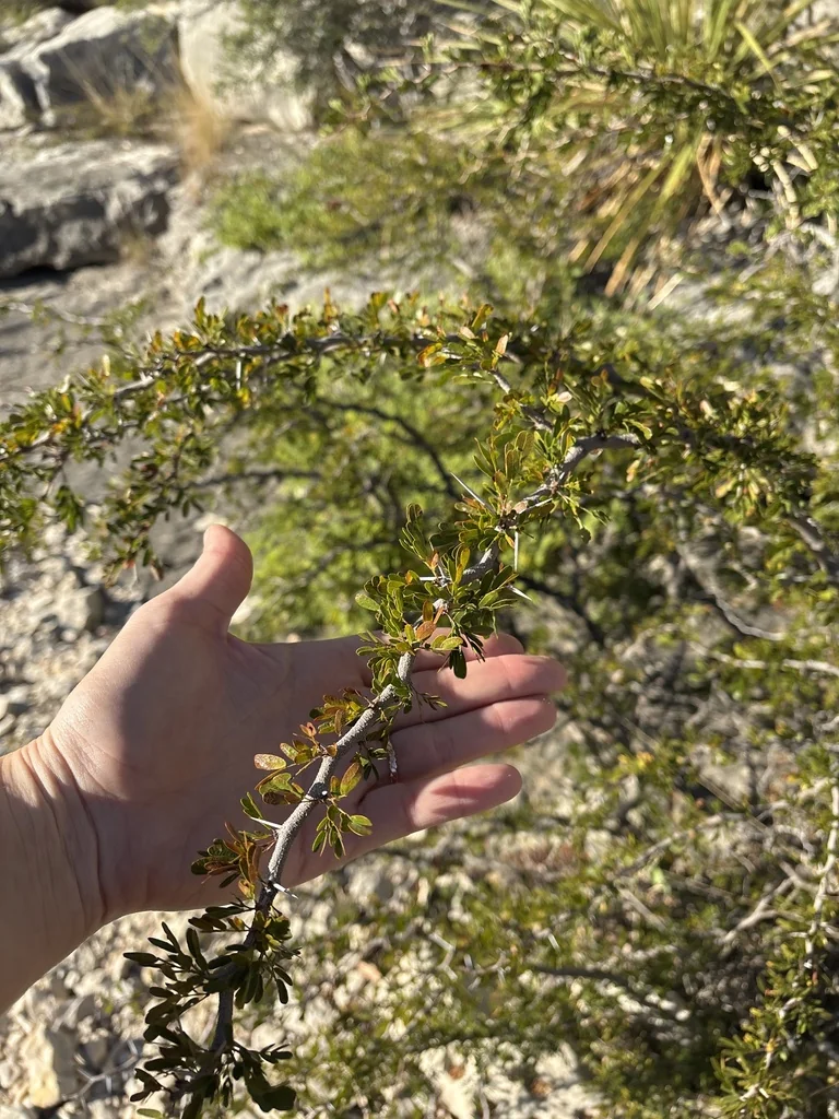 Acacia Rigidula