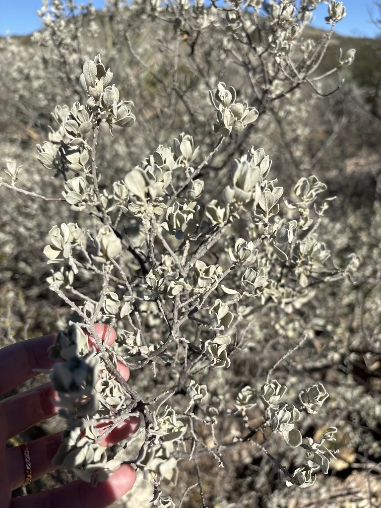 Leucophyllum Frutescens