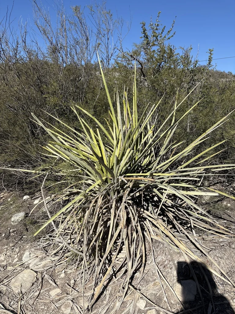 Yucca Torreyi