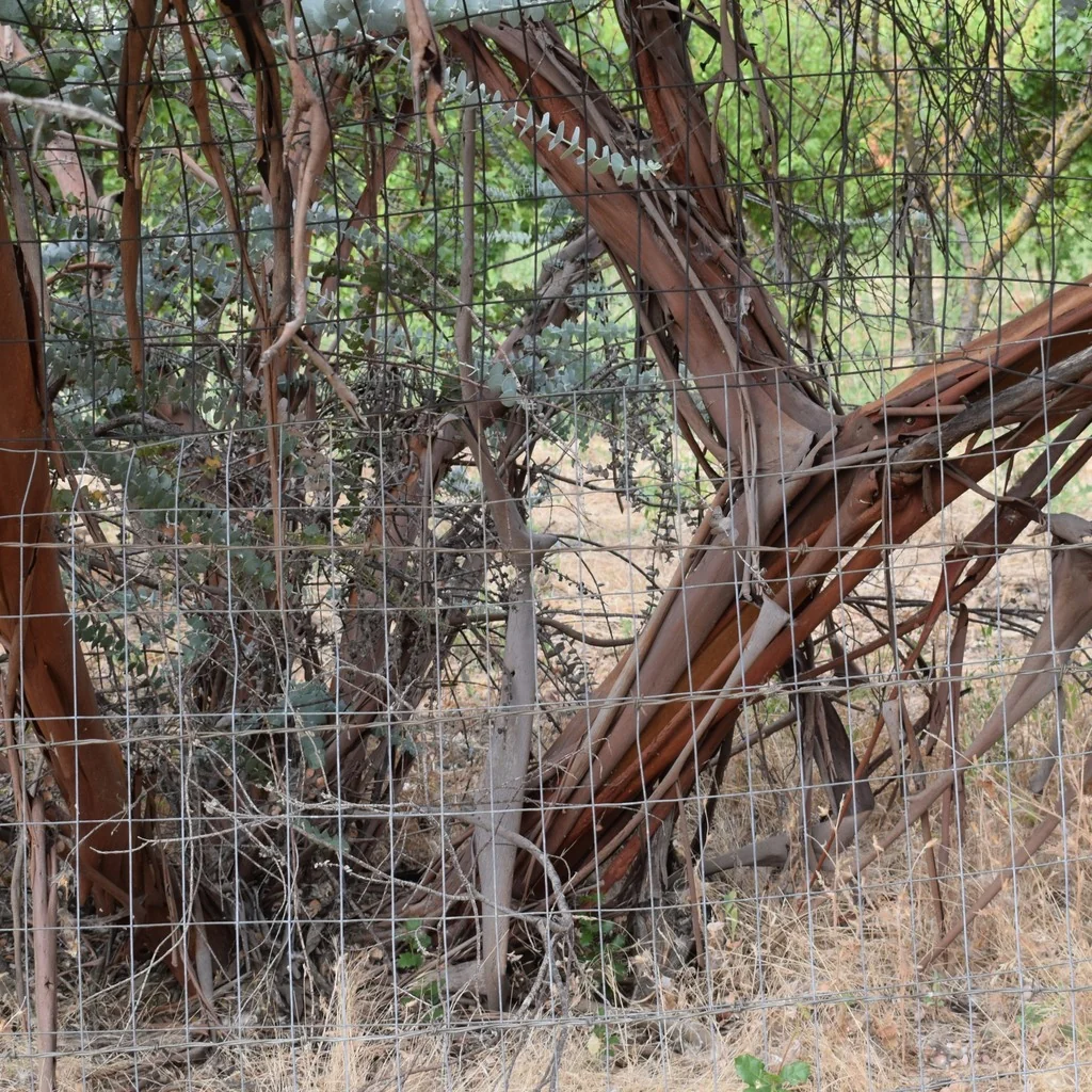 Eucalyptus Pulverulenta