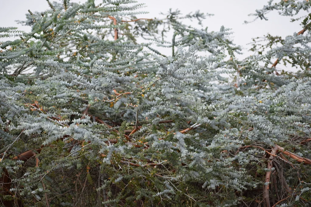 Eucalyptus Pulverulenta