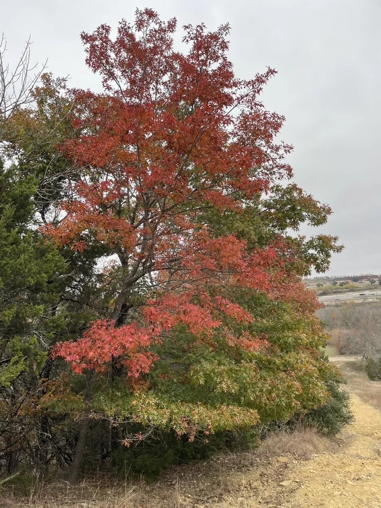 Quercus Buckleyi