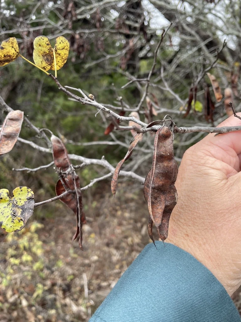 Cercis Canadensis Var. Texensis