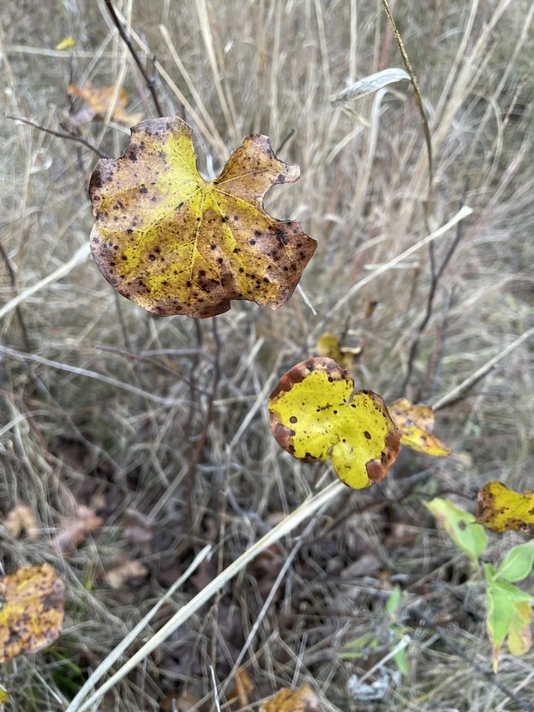 Cercis Canadensis Var. Texensis