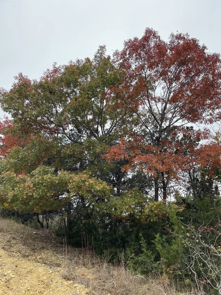 Quercus Buckleyi