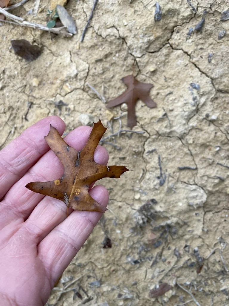 Quercus Buckleyi