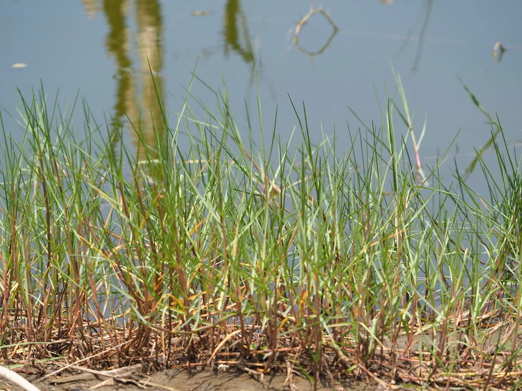 Paspalum vaginatum