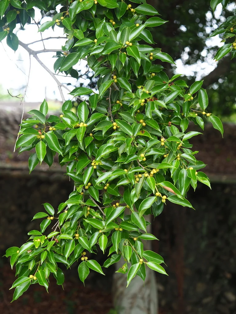 Ficus benjamina
