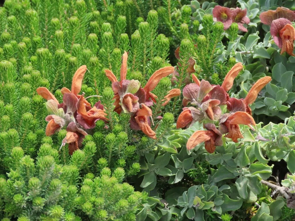 Salvia Africana-Lutea