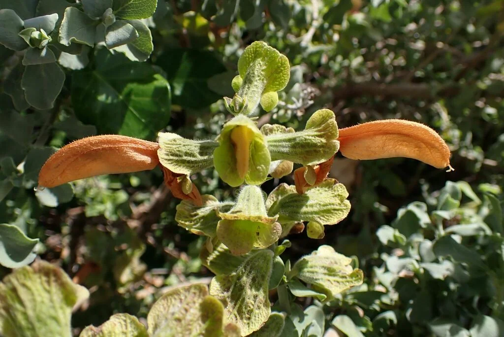 Salvia Africana-Lutea