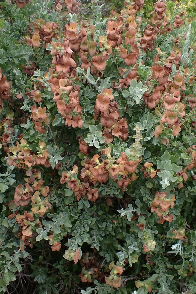Salvia Africana-Lutea