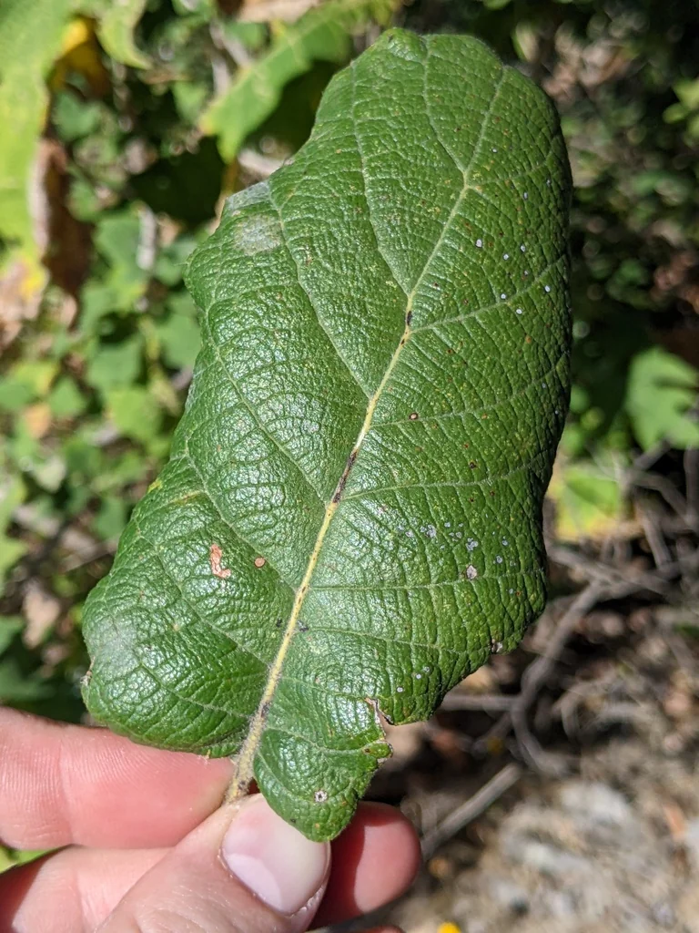 Quercus Rugosa
