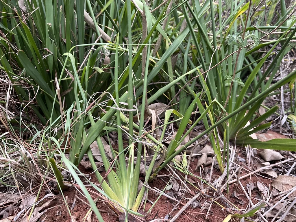 Dietes Iridioides
