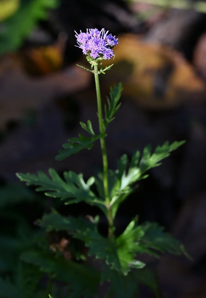 Conoclinium Greggii