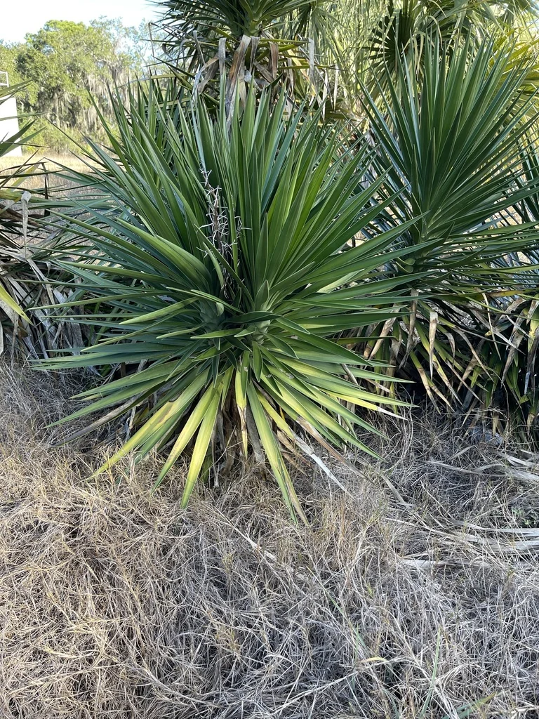 Yucca Aloifolia