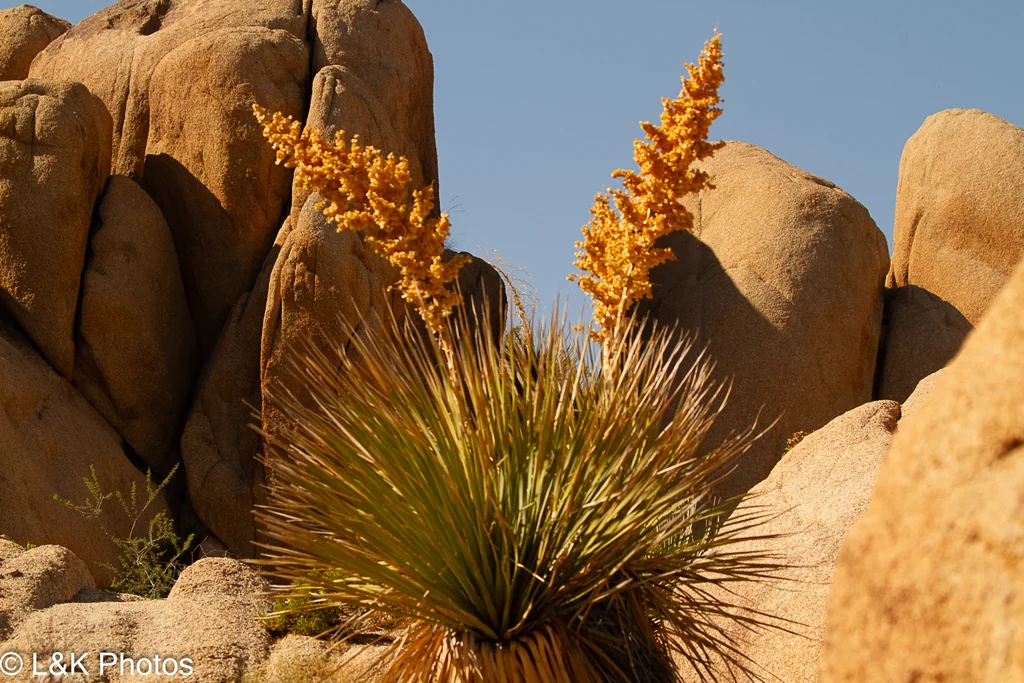 Nolina Parryi