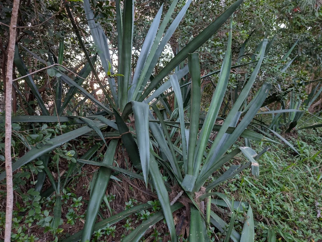Agave Sisalana