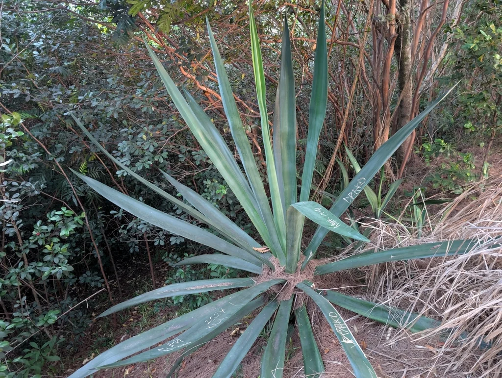 Agave Sisalana