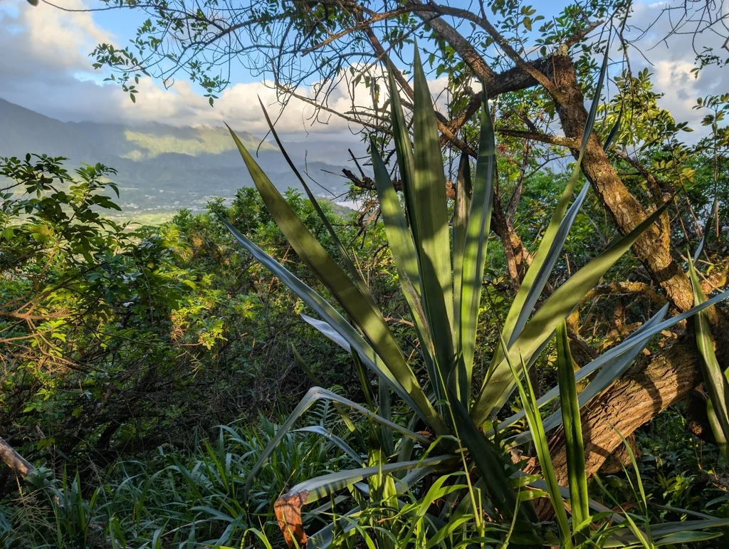 Agave Sisalana