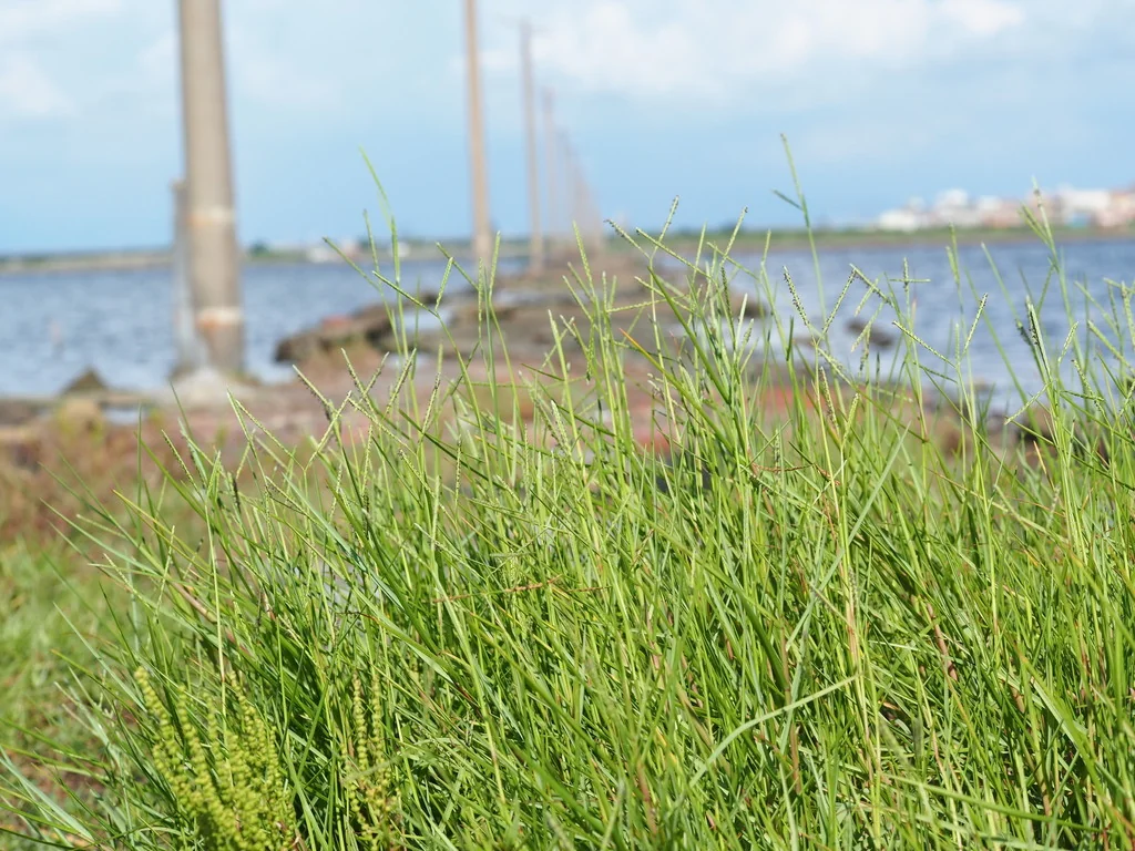 Paspalum vaginatum