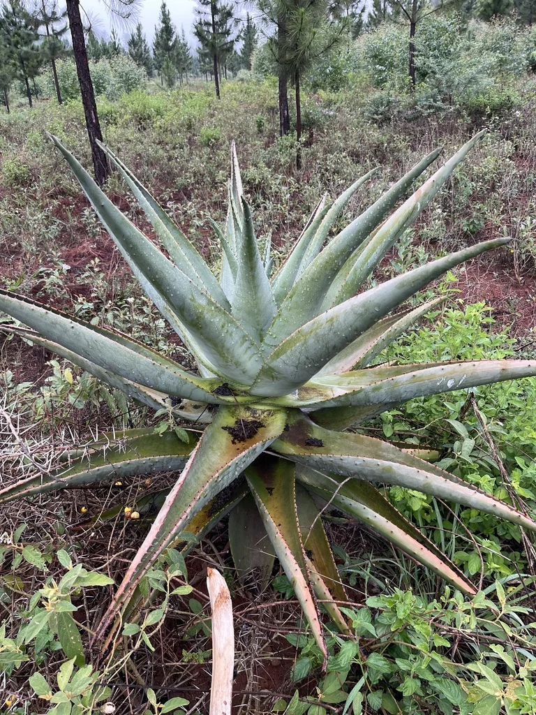 Aloe Marlothii