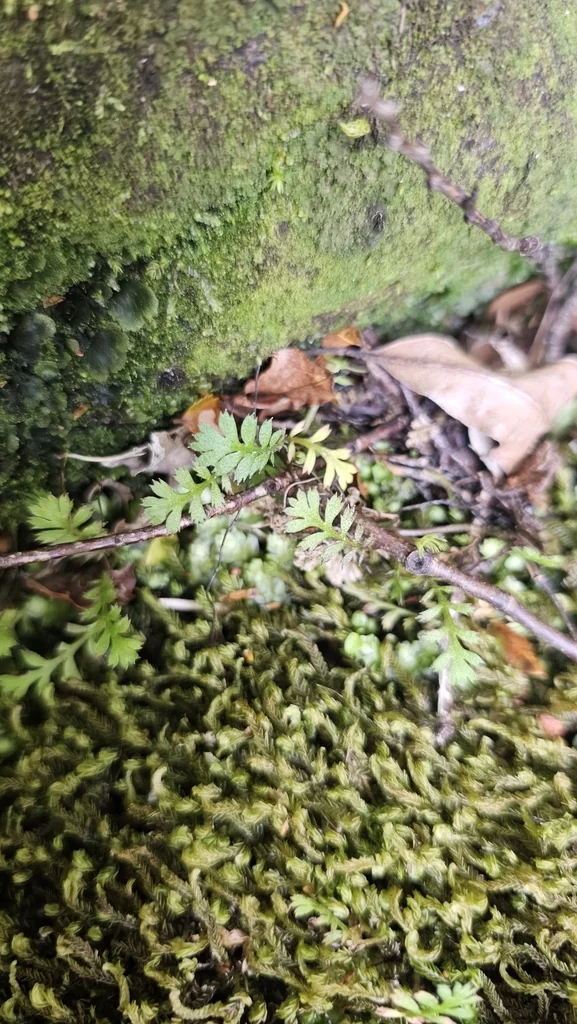 Leptinella Squalida