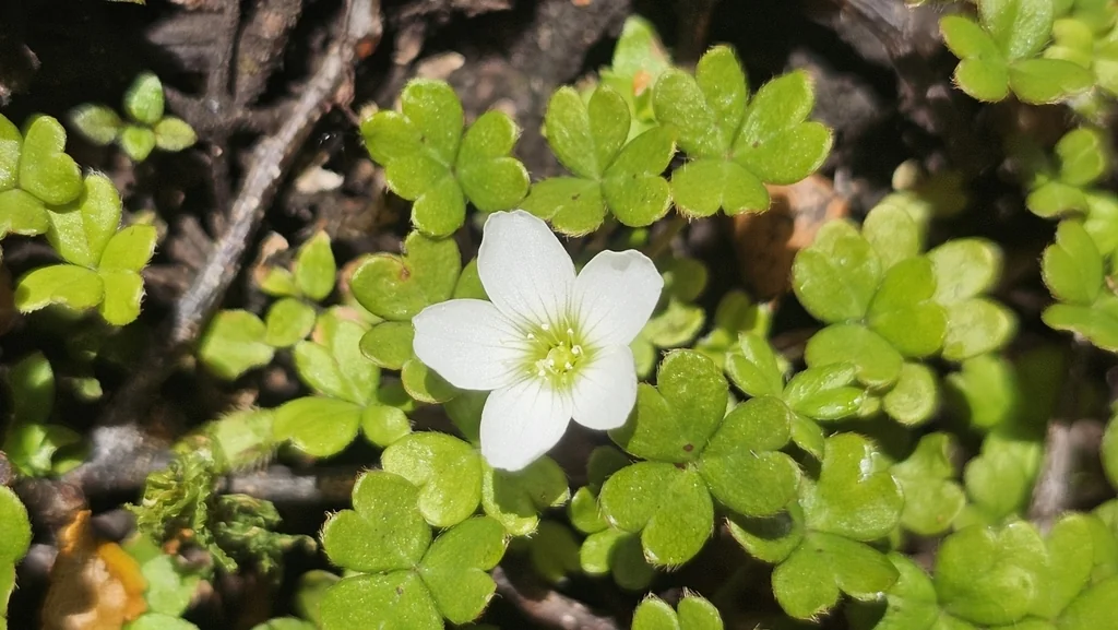 Oxalis Magellanica