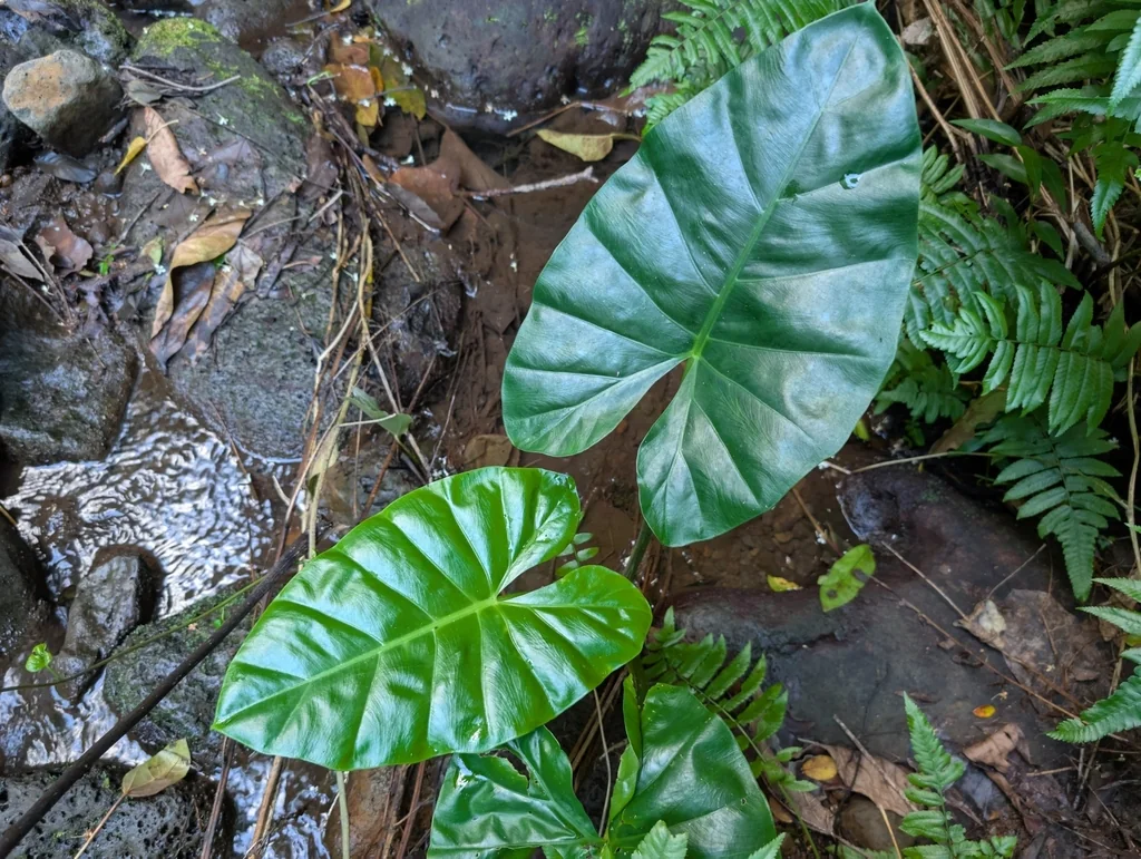 Alocasia plumbea