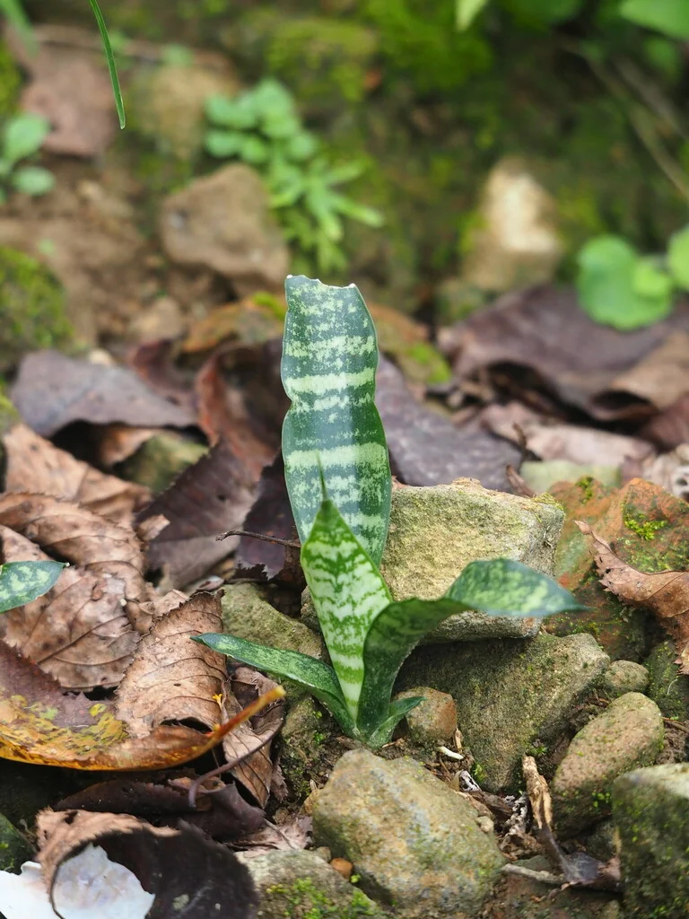 Sansevieria Trifasciata