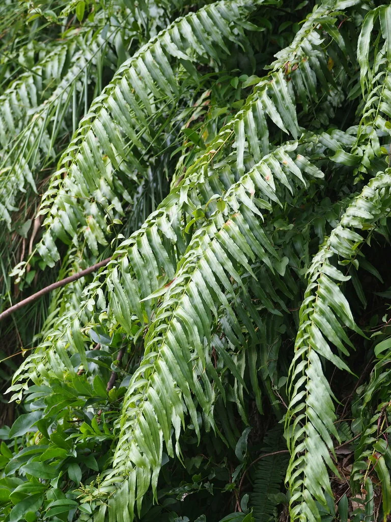 Nephrolepis biserrata