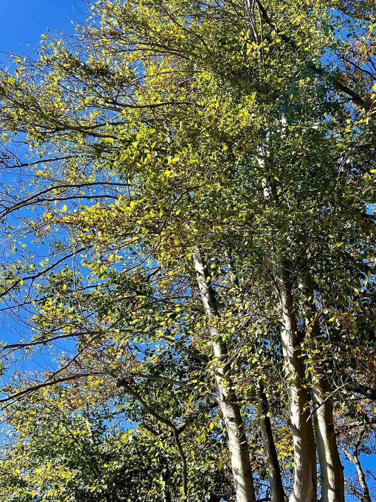 Alnus Rhombifolia