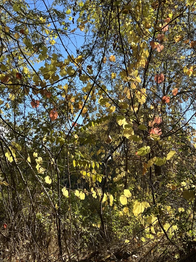 Vitis Californica
