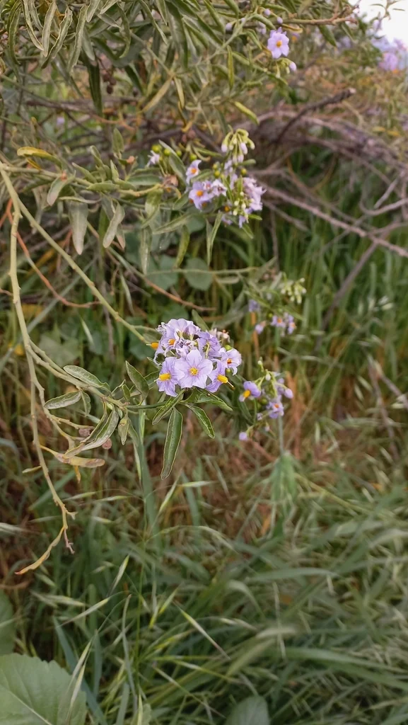 Solanum Crispum