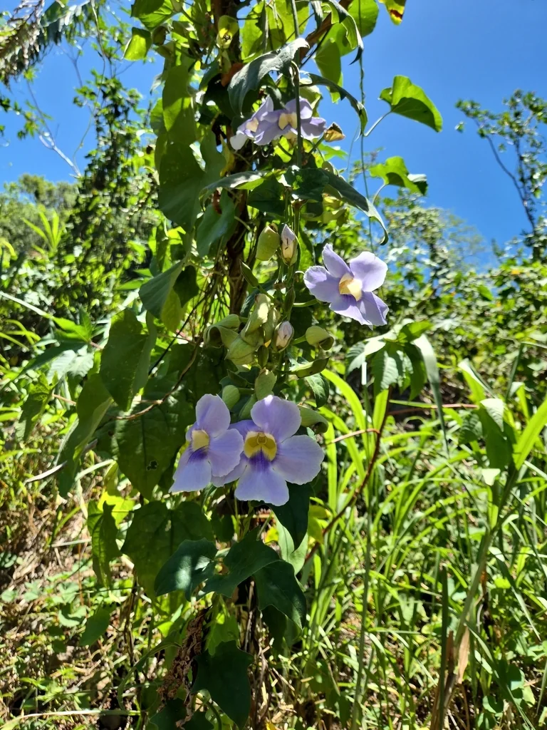 Thunbergia Grandiflora